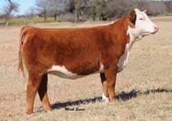 Out of the same cow family as the 2005 Denver champion female and the 2005 Junior Nationals champion female. Bred to Golden Oak Outcross 18U. Due Sept. 19, 2011, with a bull calf.