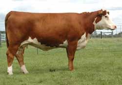 This female can do it all...bulls or heifers. She is a large egg producer and they stick very well. She offers an outcross pedigree and all the other essentials.