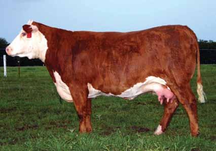 Donors CS Boomer 29F Full brother to Lot 17 17 Lot 17 KCL 46B Boomer s Sister 29N ET KCL 46B BOOMER S SISTER 29N ET P42383392 Calved: April 1, 2003 Tattoo: LE 29N/ RE KCL REMITALL KEYNOTE 20X