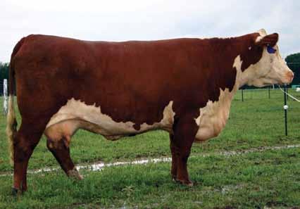 A cow that descends from the infamous Ranch Belle cow family. Has daughters in many herds in the U.S. with exceptional udders. Her sire, Online, is one of the best sires the breed has seen.