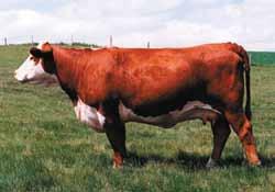 A cow designed to replicate structural correctness and udder type. Has the lineage to produce stars. Sells pasture exposed to KCL 59M Joomla 65K 31U until sale day.