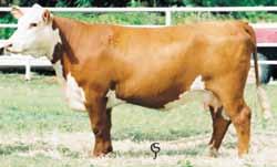 Remitall Ginger 23G Grandam of Lot 22 22 Remitall Catalina 24H Great Grandam of Lot 22 KCL 13P SALLLY 129N 56S ET P42781943 Calved: April 13, 2006 Tattoo: LE 56S/ RE KCL REMITALL OLYMPIAN ET 262L