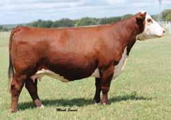 01 19 14 17 25 A representative of what a cow should be in terms of femininity and udder quality. A member of the Bonissa cow family. Combines power cows Bonissa 65K and Catalina 24H.