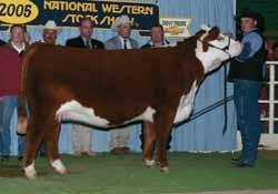 A former national reserve grand champion female. This female is just perfect for the bulls available to the breed today. Selling a guarantee of six embryos to sire of your choice.