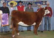 10 0.03 14 11 12 21 2011 National Western Fall Heifer Calf Champion. A surefire replacement type for Showline 2042. Massive, sound, natural and feminine made.