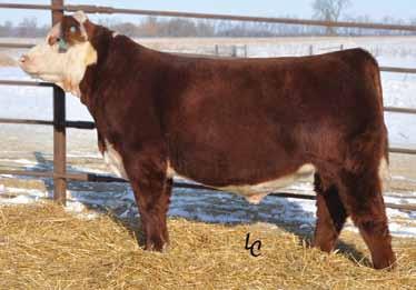 Full sisters to the $50,000 2nd high selling bull in the recent 2011 TH Bull sale. Supreme phenotype but even more potential as being blockbuster donor potential.