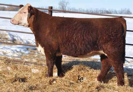 Spring HEIFERS Lot 47 TH 33N 743 Burgundy 420X ET TH 557E 57G Burgundy 33N Dam of Lots 47 and 48 TH 33N 743 About Time 428X Full brother to Lots 47 and 48 47 TH 33N 743 BURGUNDY 420X ET P43085314