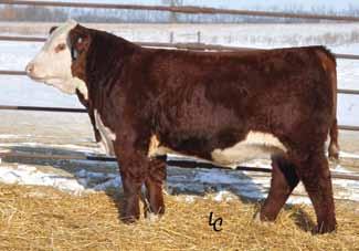 Three full brothers averaged $9,500 in the recent 2011 TH Bull Sale. A pedigree three generations rich in maternal prowness.