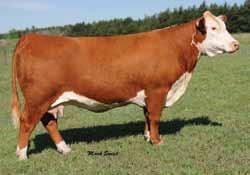 Killer look and pattern. This will be a sale favorite. Her dam will be a key to our program s future.