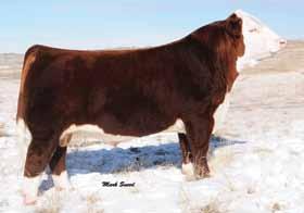 Reference s A Ref CRR ABOUT TIME 743 {CHB}{DLF,IEF,HYF} P42797564 Calved: Feb.