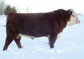 24 21 18 18 30 Reference A CRR About Time 743 B Ref GO EXCEL L18 {SOD,CHB}{IEF,HYF,DLF} 42159106 Calved: Feb.
