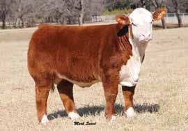 His dam is a true changer in what we can expect out of a Hereford cow.