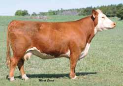 Has proven herself on first set of ET calves by Bailout to be a powerful and changing type donor. Top side of her pedigree brings a dose of Online 122L and Keynote.