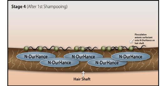 hydrophobic lauryl groups from SLES coat the hair surface,