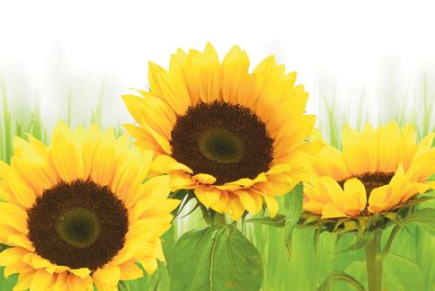 ABWAX ACTIWAX SUN CHARACTERISTICS Discover our innovative Actiwax Sun, a highly purified fraction of Sunflower oil to be used in cosmetic formulations, rich in tocopherols and coated in squalene, a