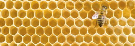 NATURAL WAXES Choose a 100% NATURAL wax BEESWAX Beeswax has found a wide use in many cosmetic applications, thanks to its emollient, soothing and restructuring properties.