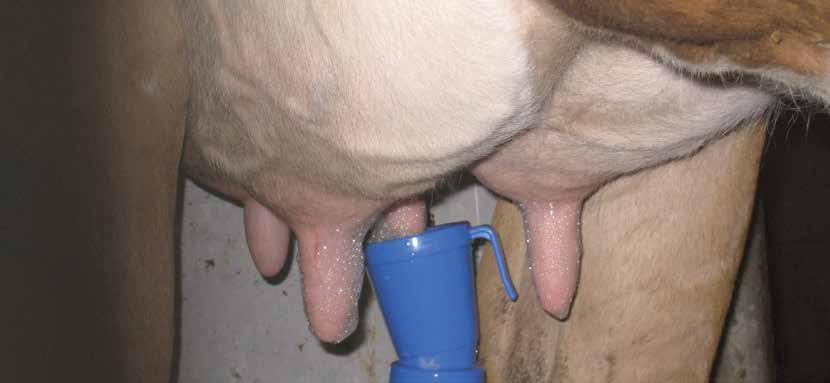 Stalosan Udder Wash The solution for pre-milking hygiene Product description: Stalosan Udder Wash is a pre-milking product with a comprehensive mode of action: Cleaning, disinfection and conditioning
