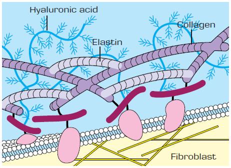 What is the role of the ExtraCellular Matrix in the formation of lines, furrows and wrinkles?