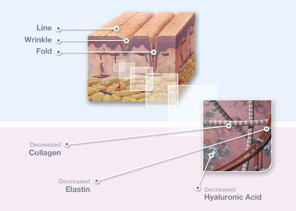 elasticity (from elastin) and moisture (from hyaluronic acid).
