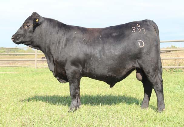5 Lot 5 is impressive enough on his own, but his dam is also worth noting. 5 calves, a 366 day calving interval, and averages of : 114, : 1, IMF: 0 and :. Plus she only weighs 1 pounds!