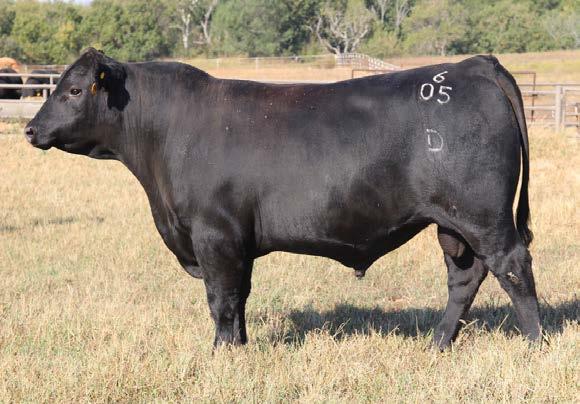 With his exceptional Calving Ease and neat-uddered dam, Lot should sire tremendous replacement females. For producers looking for size moderation and reproductive efficiency, he is the real deal.