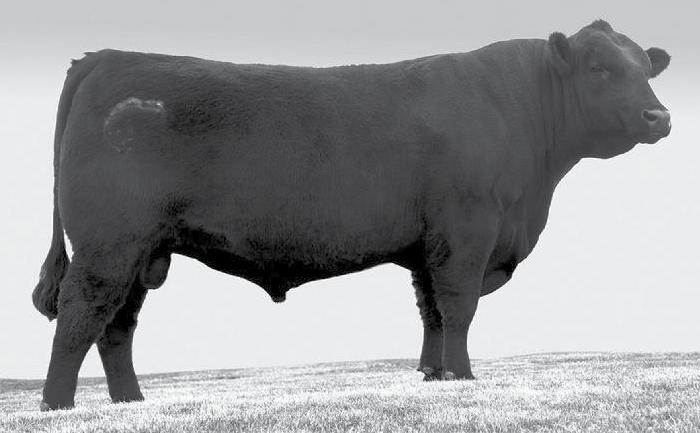 Bakers Guarantee based by over 60 years of their Best Angus Genetics Connealy Packer 547 Reg. No.