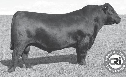Besta of Conanga 6538 547 is a bull we used AI. There are 6 pathfinder sires in his pedigree. CED MILK MARB RE +7.86 +1.2.95 +56.92 +103.90 +28.85 +.86.51 +.48.51 +.065.48 +66.81 +59.08 +32.62 +38.
