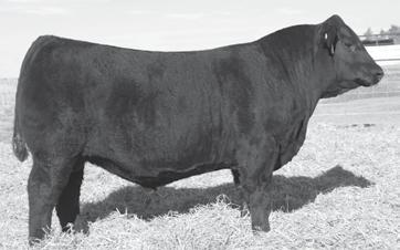 Introducing: Junior Herd Sires S A V Intent 5590 Reg. No.