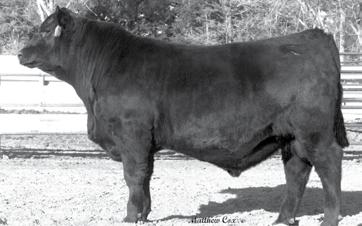 1/7/20015 Owned By: Leo J Baker & Son, Saint Onge SD Michael J Baker, Saint Onge SD Schaffs Angus Valley, Saint Anthony ND $50,000 bull at Schaff