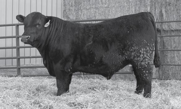 5 Recommend this bull for heifers or cows 5 pathfinder sires Real Complete package with super performance Herd bull prospect 1st in WW in the sale offering MATERNAL WW YW +64
