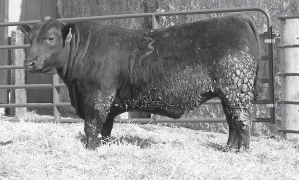 BW +12-1.4 Recommend this bull for heifers or cows Herd bull prospect Low birth wt.