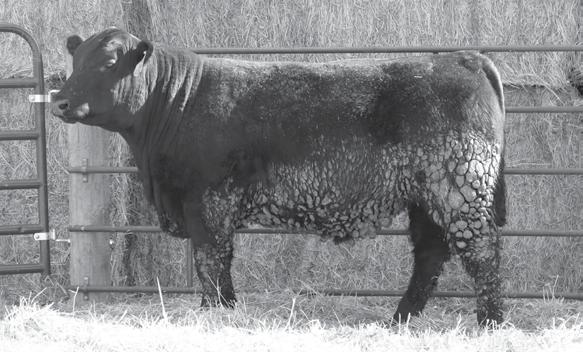7 +62 +104 +27 Recommend this bull for heifers or cows 5 pathfinder sires Balanced Epds Very good pedigree, Final Answer, 702,
