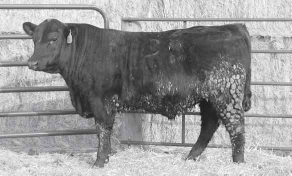 8 LEMAR Hickok 6024 Bull Reg: AAA 18629433 Tattoo: 6024 Calved: 2/2/16 Cole Creek Cedar Ridge 1V LEMAR Blackbird 8B LEMAR Blackbird 32Z CED Milk +10 -.3 +62 +96 +31 Heifer/cow bull +10 CED/ -.