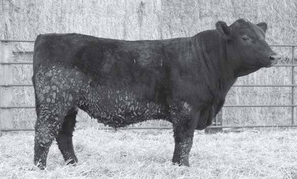 0 +55 +102 +26 Packer547 son use this bull on cows out of TC Aberdeen 759 daughter 83 794 1318 102 104 107 23 LEMAR Packer 78-6042 Bull Reg: AAA 18629446