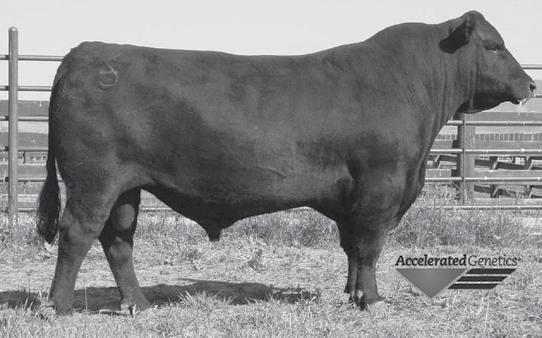 Baker, Saint Onge SD Clarence or L Connelly, Valier MT Juneau 3236 is a thick and long spined individual, with extra length, and depth of rib. He will add length and thickness to your calf crop.
