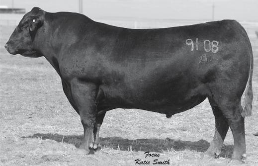 Solution is a long, smooth-fronted bull with rapid early growth performance. See his son on April 10th. KG Solution 0018 Reg. No.