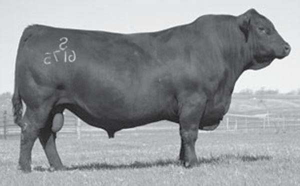 19 B/R New Design 036 G A R Predestined G A R Ext 4206 Bon View New Design 208 Shamrocks Beebee Queen 3095 Shamrock s Beebe Queen 1823 Born: 01/28/2009 Owned By: Peterson Angus, Alcester SD Raven