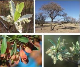TERMINALIA SERICEA: BOTANY AND SUSTAINABILITY Improves the soil quality. Favourable to a general balance of the environment.