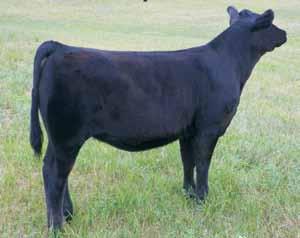 If you are looking for one who will go out and perform where it counts in the pasture, look no further. ASA#2643263 Black Polled 3/4 SM 1/8 CH 1/8 AN Tattoo: Z15 BD: 3-1-12 Adj. BW: 58 Twin Adj.