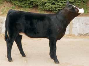 There is no reason this female wouldn t be very competitive in the show ring and super successful in the pasture. 33 Breeder: K-C Simmentals Cason s Miss Z28 ASA#Pending Black Dbl.