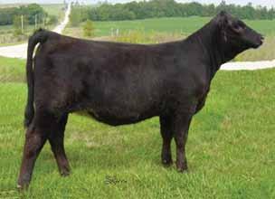 This heifer s mother is one we sold to Lone Tree Simmentals and liked her so much we purchased a flush back. We sold a full sister to Klopfenstein Simmentals for $8,000 a couple of years ago.