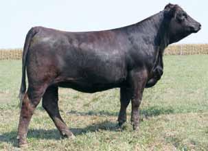 Y23 is an easy keeping, high volume female with style to burn. Sound and fluent on the move. Her Right Answer calf will be right for the times. A.I. Sire: Connealy Right Answer 746 on 4-16-12 Est.