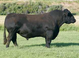 These 2010 models were to be our future, now you get the cream of the crop. The Premium Blend calves have been well received. A.I. Sire: SS Ebonys Premium Blend on 4-17-12 Est. Plan Mating 5 3.