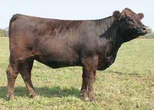 25 69 111 11 30 65 * Carcass: 36.75 -.06.39 -.01.46 134 76 Pasture Sire: DBO Hot Talk 107 from 4-26 to 7-12-12 66 JSF Miss Y58 Performance based female backed by proven genetics.