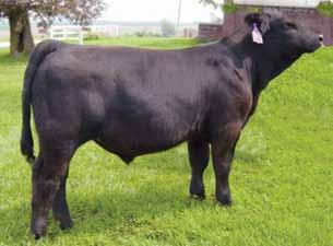 HAWKEYE SIMMENTAL SALE ELITE BRED HEIFERS & STEERS 81 82 83 Breeder: Houston Family Simmentals HFS Miss Kimberly X7 Black Baldy Polled Commercial Tattoo: X7 BD: 10-14-10 Act. BW: 88 Adj.