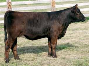 47 97 58 SVF Steel Force S701 Sandeen Lady 22T 2 This female has a definite advantage over many others on pedigree alone.