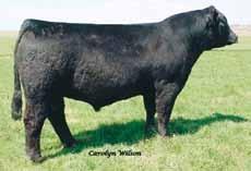 Her sire, Steel Force, has dominated the Simmental breed with countless winners and high sellers and her dam, 22T, is a full sister to Sandeens SOS.