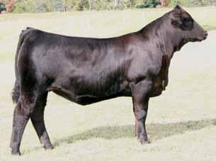 Lashinda is backed by time tested and proven cow families. P.S. Super quiet disposition! 6 Breeder: Cason s Pride & Joy Simmental Cason s Miss Olympia Z307 ASA#2643279 Black Dbl.
