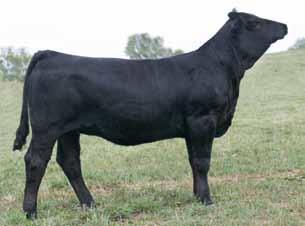 She has a pedigree second to none. Her dam has a winning record as good as any, she now continues to produce females that look to follow in her footsteps.