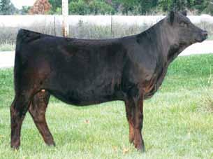 If you re looking to own one that will compete in the show ring and then go on to be a front pasture female the rest of her life, then this is one that you need to check out.